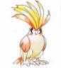 pidgeot